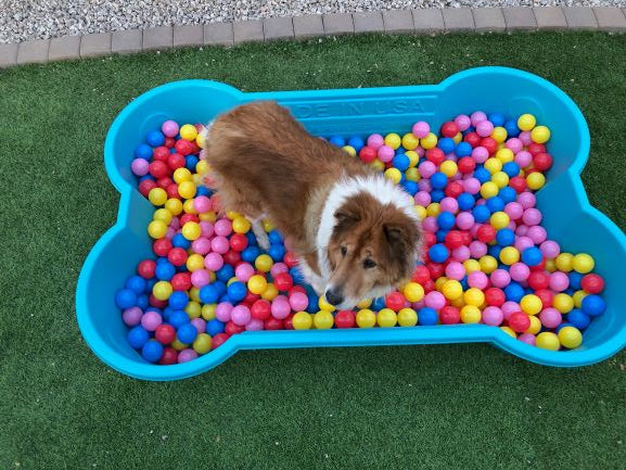 Dog 2025 ball pool