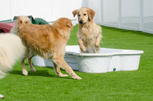 Bone Pool™ by One Dog One Bone™️
