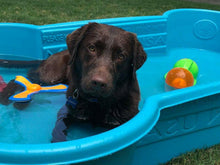 2 QTY Bone Pool™️and 1 QTY Paw Pool™️ Package by One Dog One Bone™️